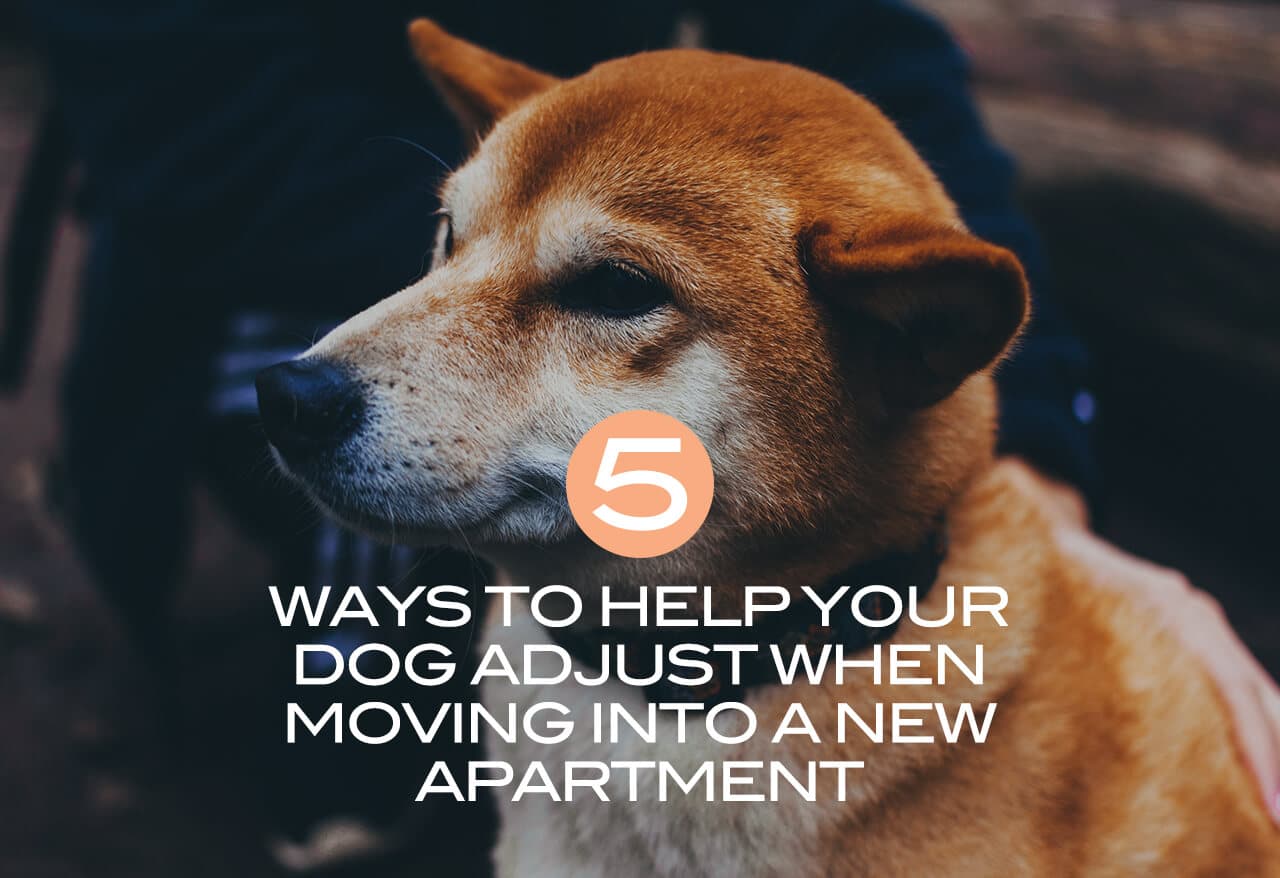 5 Ways to Help Your Dog Adjust When Moving Into a New Apartment